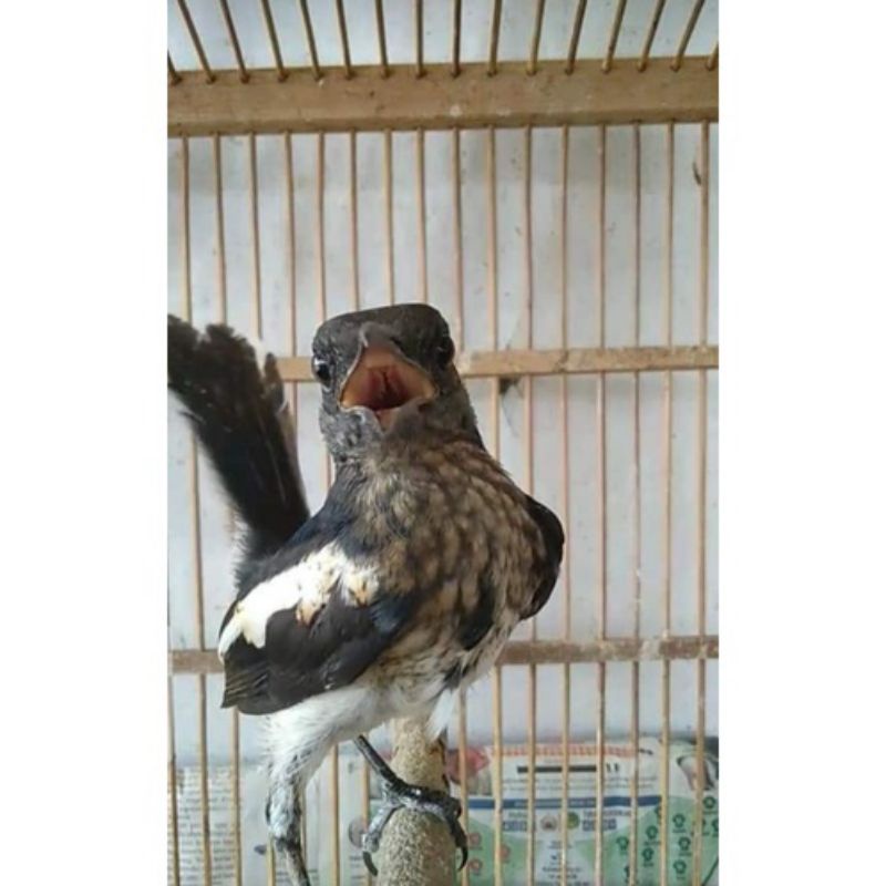 Kacer dada putih trotol garansi jantan