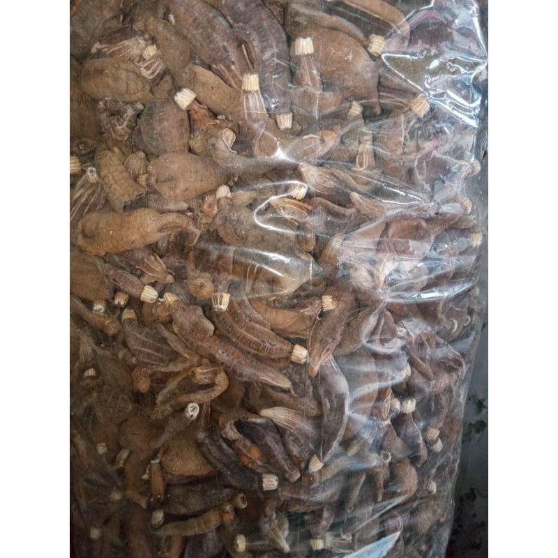 Kerupuk Teripang mentah 100 gram