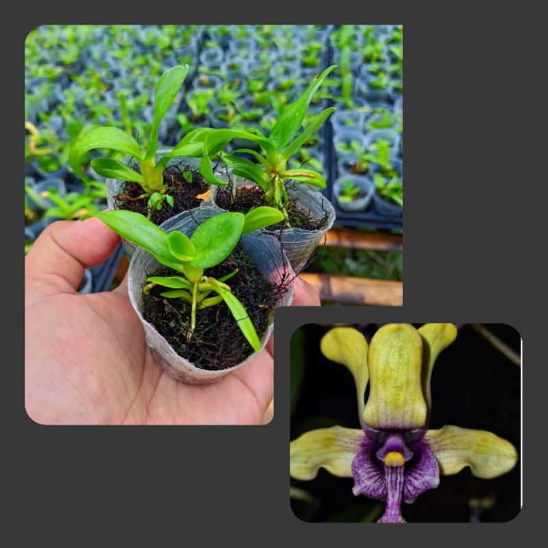 Pra seedling dendrobium besi/ violaceoflavens Spesies papua