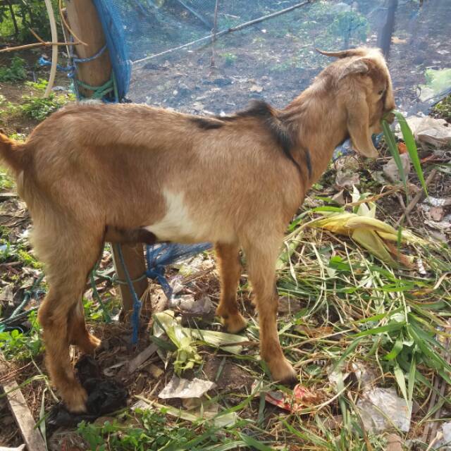 

Kambing Qurban