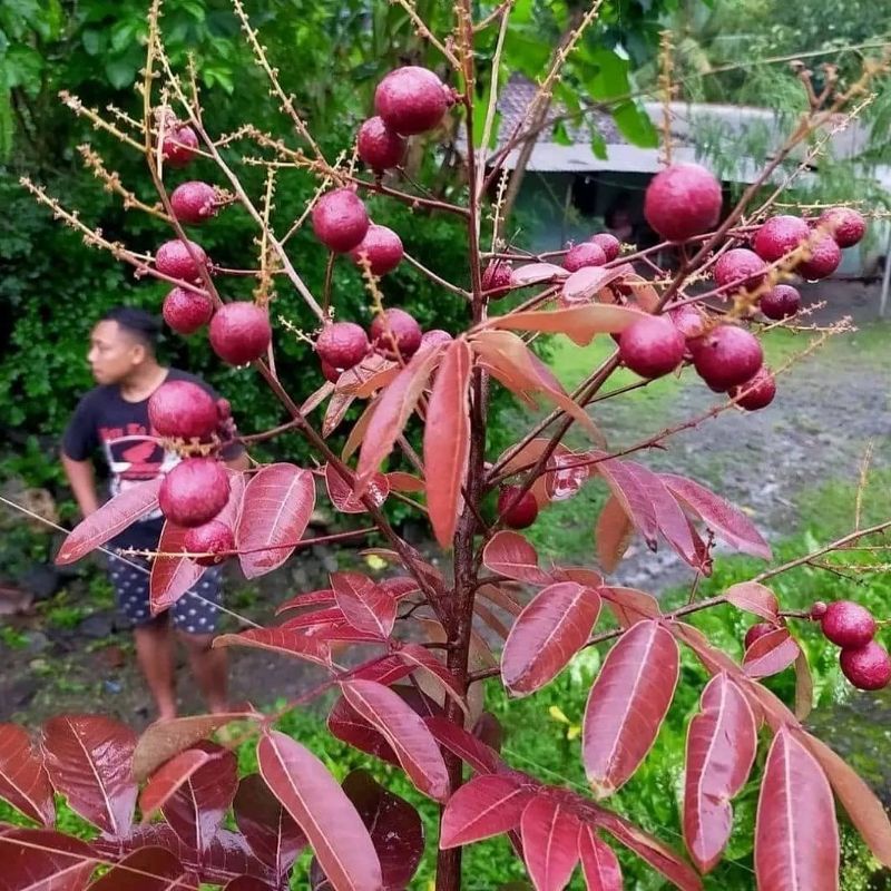 Bibit kelengkeng merah unggul