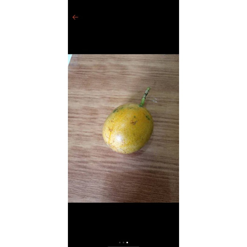 

konyal hutan murah 500gr