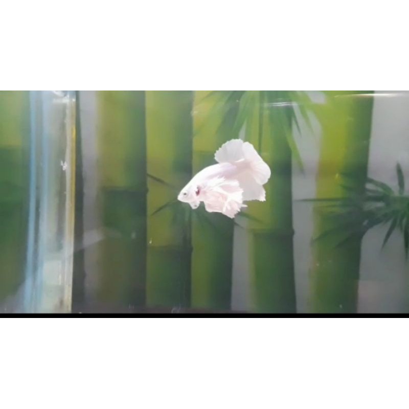 ikan cupang Dumbo ear & hmpk