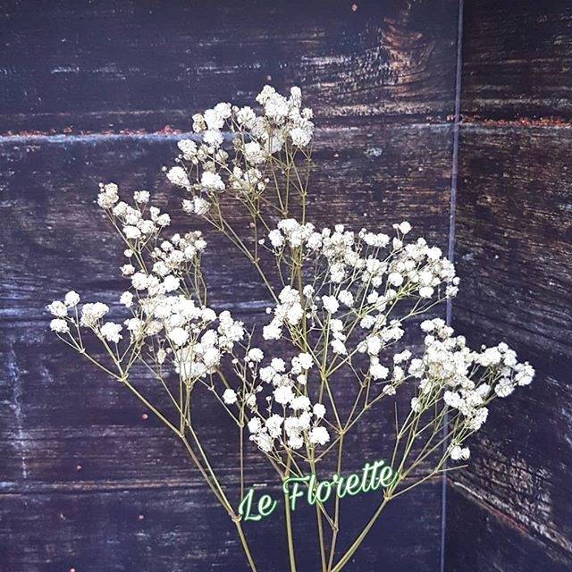 Bunga Kering Dried Baby's Breath