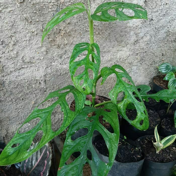 Tanaman Hias Monstera Adansonii Janda Bolong Besar Shopee Indonesia