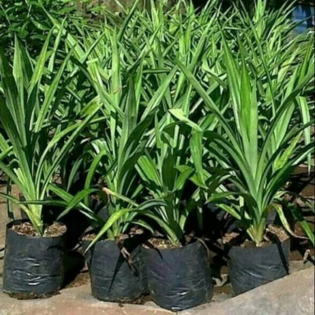 Pohon Pandan Wangi - Bibit Tanaman Pohon Pandan Wangi