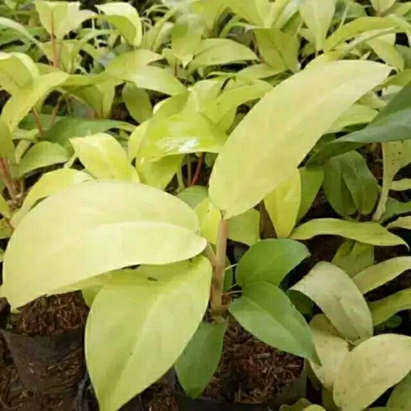 tanaman hias sirih gading centong/sirih gading centong kuning