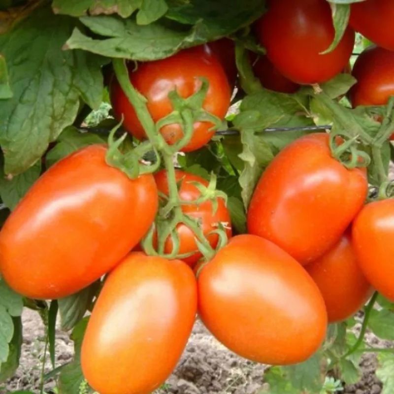 20 Biji - Benih Tomat Buah - TM VISTA Buah Lebat, Daging Tebal, Bibit Sayuran, Benih Sayuran Tomat T