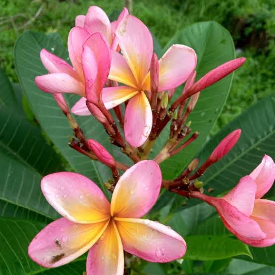 Bibit stek kamboja ping | kamboja bali