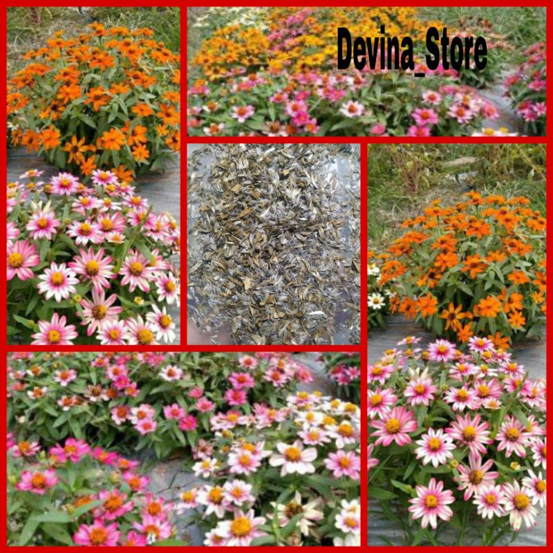 Biji bunga Zinnia Mini (zahra)