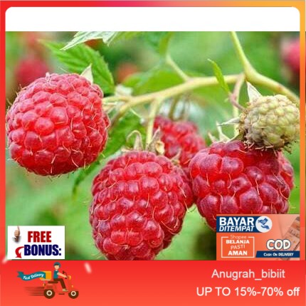 Bibit Tanaman Buah Raspberry Arbei