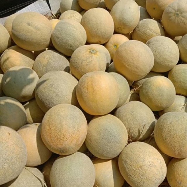 

Melon madu per buah