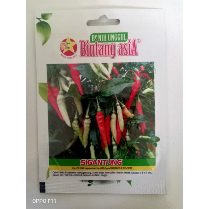 Cabe Rawit setan / Cabai Rawit pedas