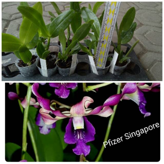 Dendrobium Pfizer Singapore/ Seedling Anggrek Dendrobium Pfizer Singapore