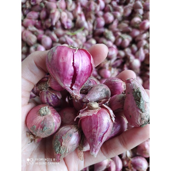 

BAWANG MERAH