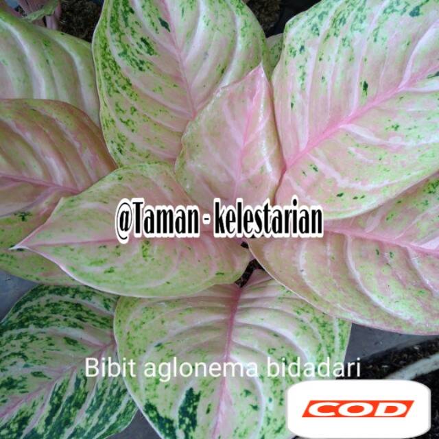 Tanaman hiad Aglonema Bidadari
