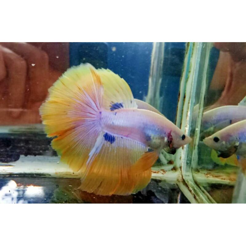 Ikan Cupang Yellow Banana pasangan