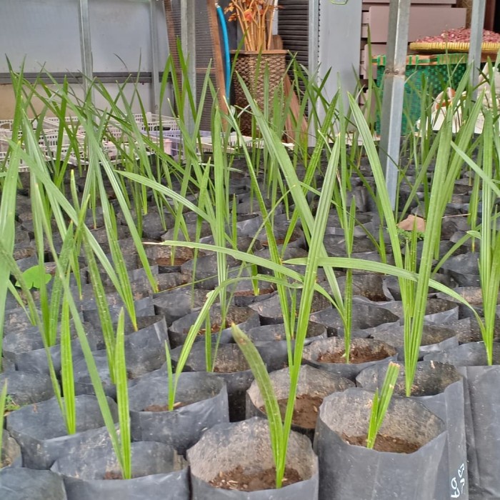 HD BIBIT POHON BUAH KURMA TROPIS BARHEE