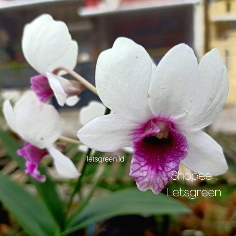 Anggrek Dendrobium Snowboy (Plant Mini)