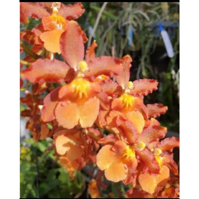 anggrek oncidium catante seedling