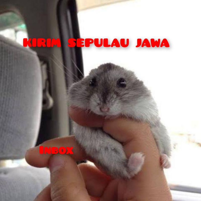 Hamster camble normal,camble dominan,camble (kirim sejawa barat)