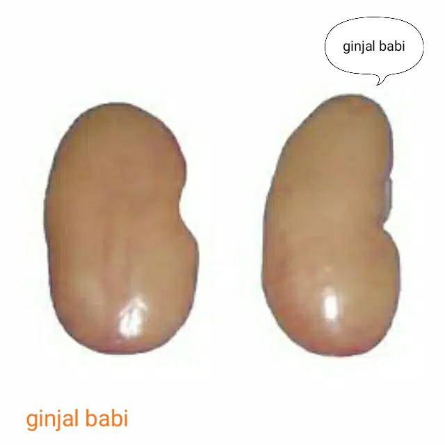 

ginjal babi