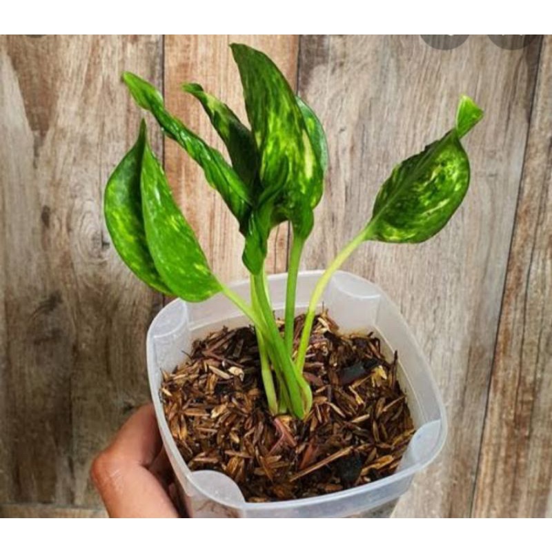 tanaman hias epip sangrila varigata