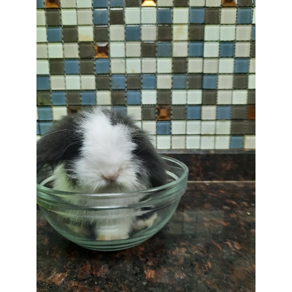 Kelinci Holland Lop