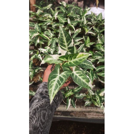 syngonium T25