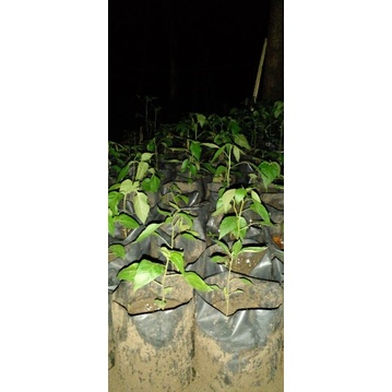 

cabe umur 2 bulan random rawit cabe setan cabe keriting merah