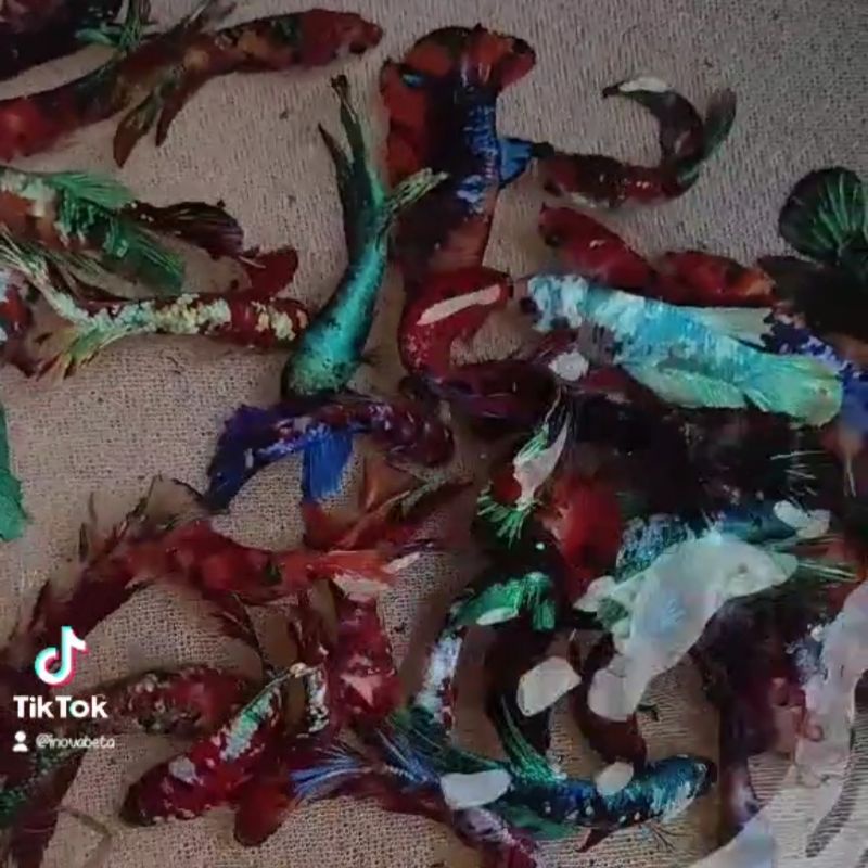 PAKET USAHA Ikan Cupang Plakat Koi Galaxy mix Nemo