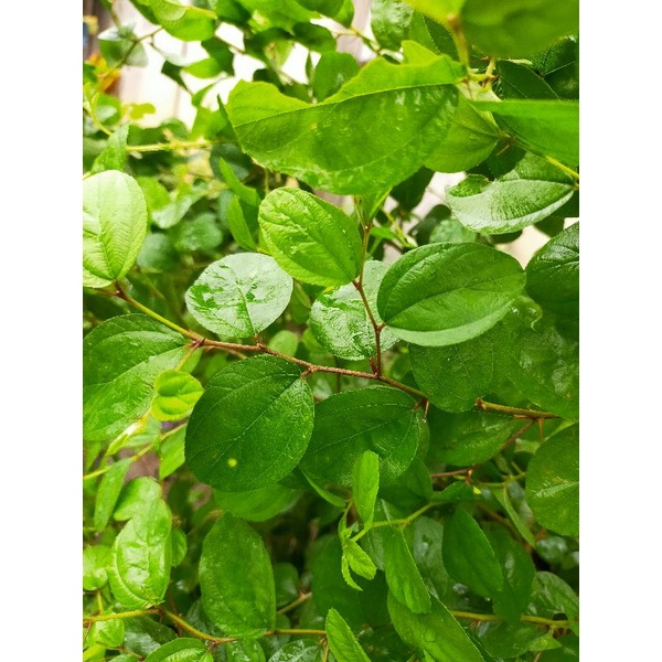 

Daun Bidara Arab 100 Lembar