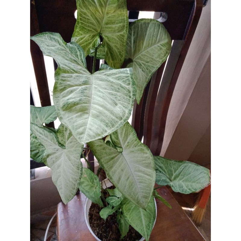 caladium varigata