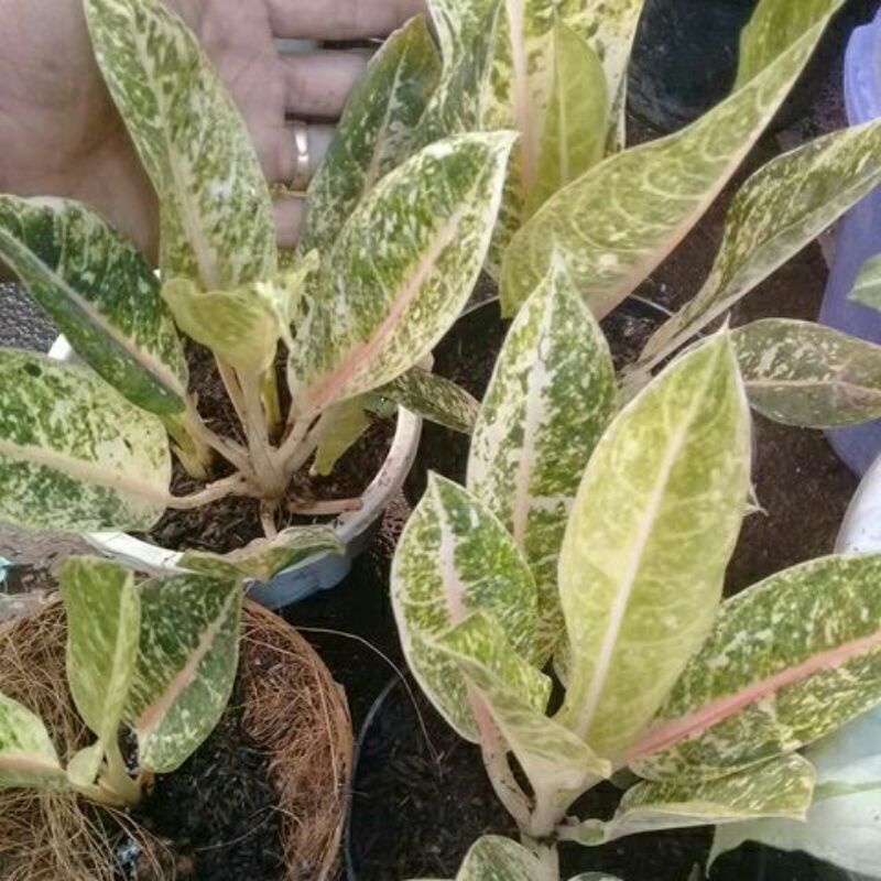Aglonema dona carmen mutasi.stang pendek, daun tbal,mini