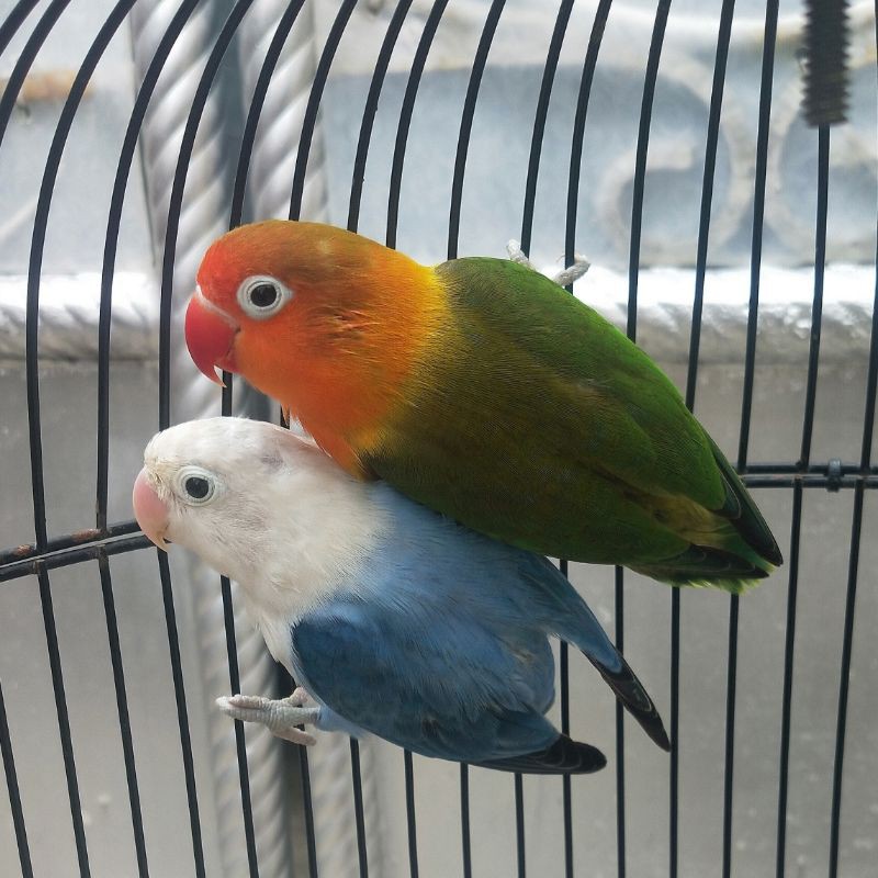 Burung Lovebird Euwing/Bio/Pb x Biola Blue dan Biola Dark Green