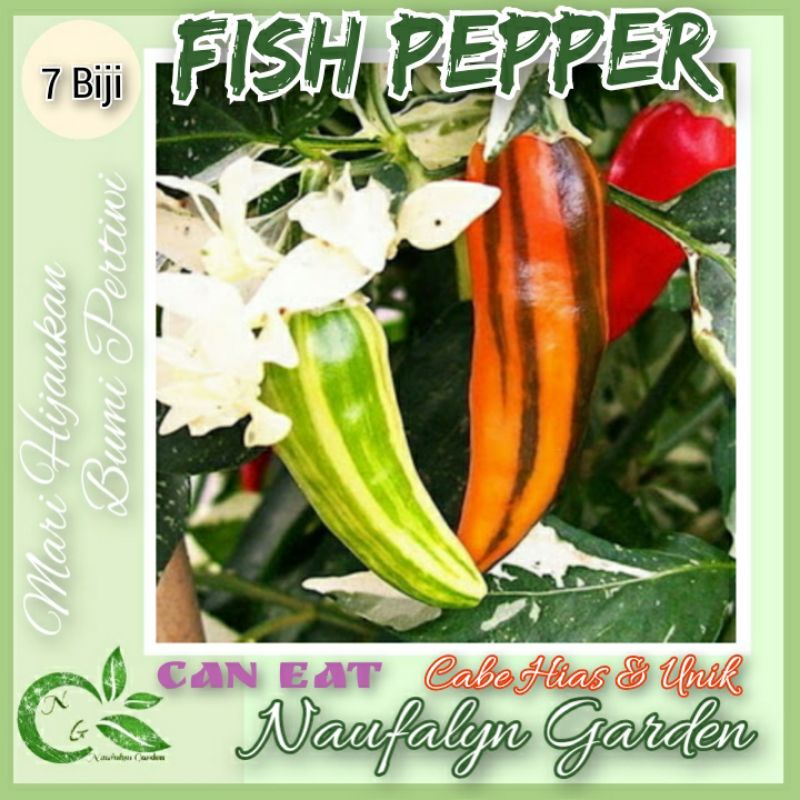 10 Benih Cabe Hias Varigata Fish Pepper Benih Biji Bibit Cabe Hias Import Berkualitas