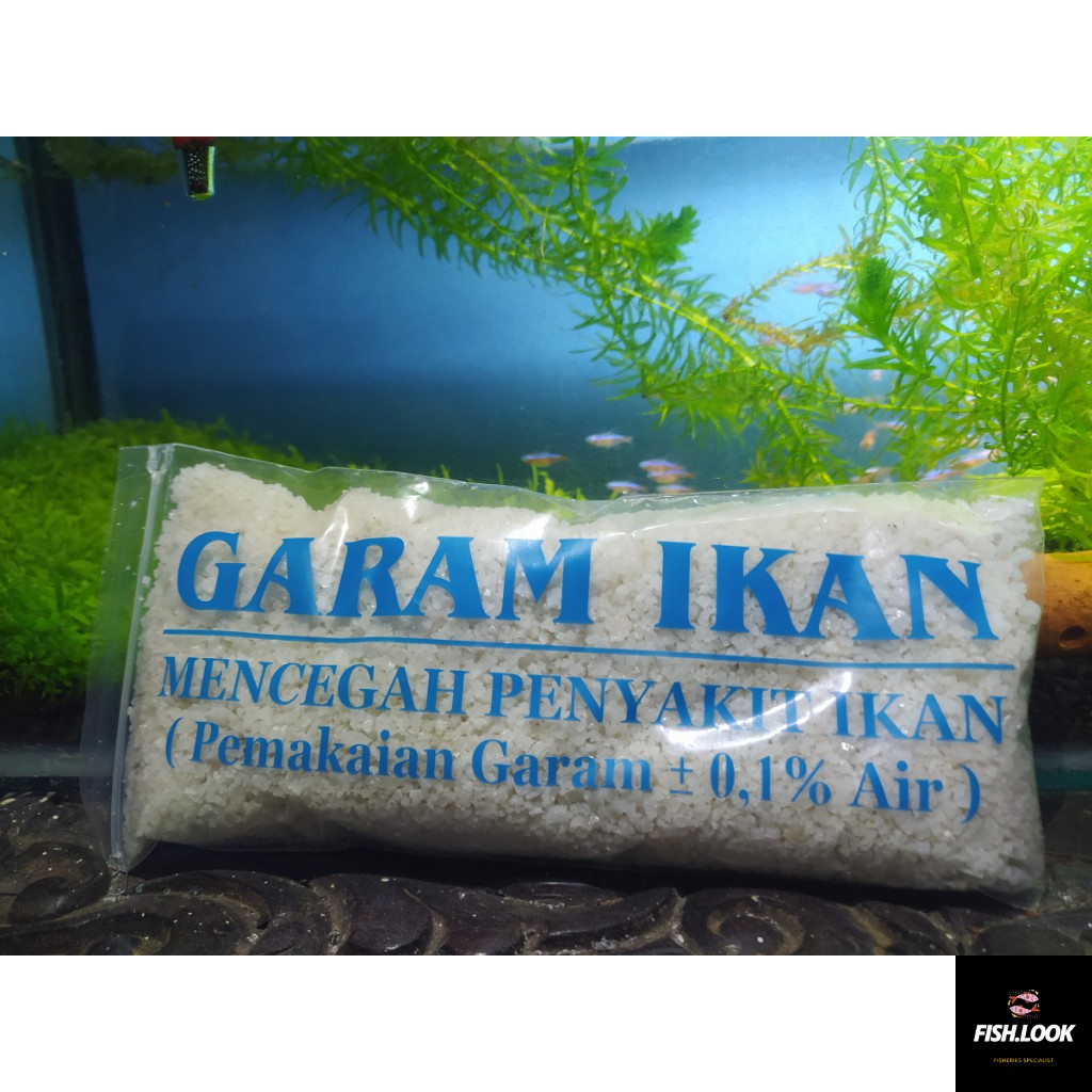 Garam Garem Ikan Pencegah Penyakit Ikan