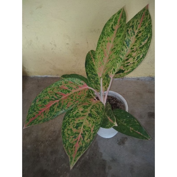 aglonema bigroy dewasa dan rimbun