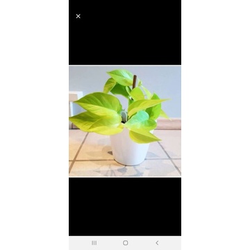 bibit tanaman hias gantung sirih gading lemon..bunga epipremnum lemon