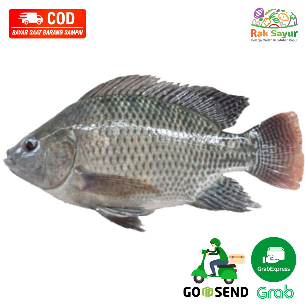 

Ikan Nila Mujair Segar 500gr Ikan Segar Rak Sayur Padang