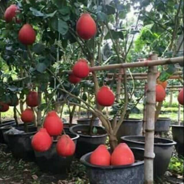 Bibit Jeruk Red Pamelo Thailand / Pamelo Ruby