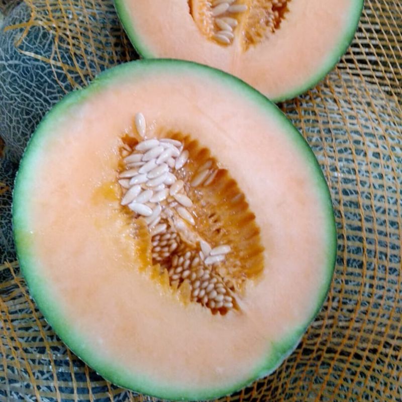 

Melon Oren Melon Orange Melon Manis Melon Seger Melon Sunpride Buah Segar Bekasi Cikarang