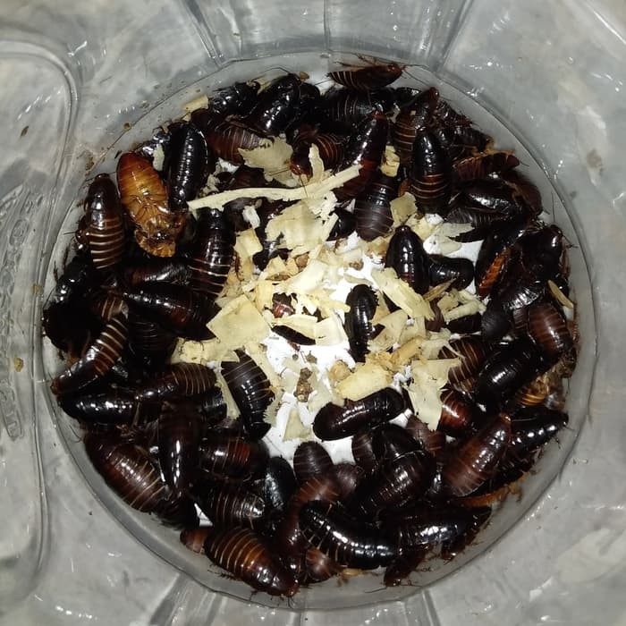 Kecoa batu Kecoa Tanah Terkelak Menje Coro Ceremende AP-1918