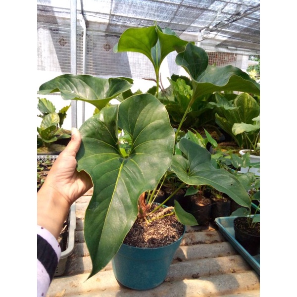 induk Anthurium corong