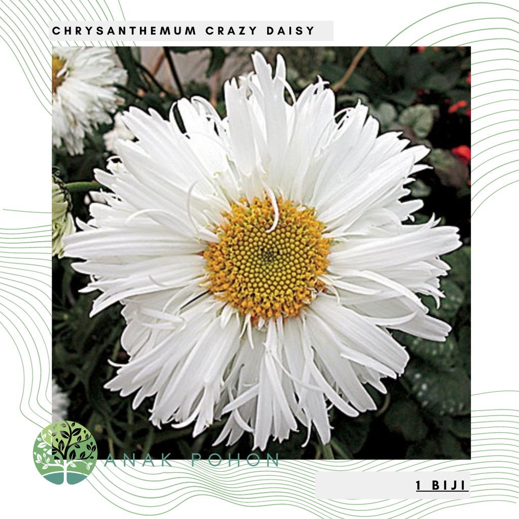 Benih Bibit Biji - Bunga Chrysanthemum Crazy Daisy Krisan (Leucanthemum x superbum) Flower Seeds - IMPORT