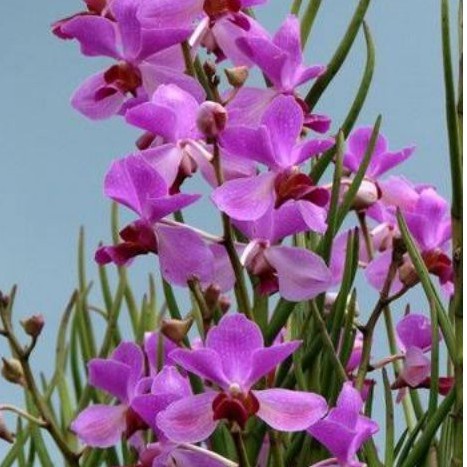 anggrek vanda douglas doglas JUMBO dewasa siap bunga