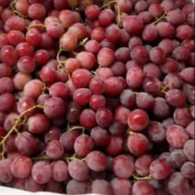 

Anggur red globe