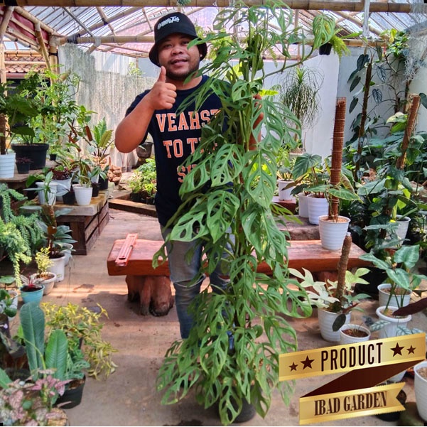 Tanaman hias Janda bolong rimbun & jumbo monstera adansonii besar sesuai gambar 1 meter up