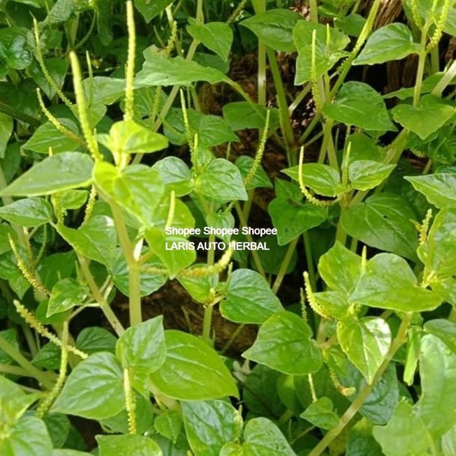 

Daun Suruhan/Sirih Cina segar obat herbal 500gram