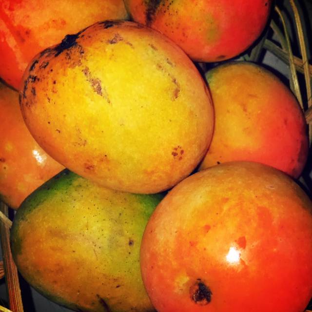 

PANEN!!! BUAH GEDONG GINCU